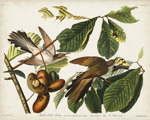 Framed Pl 2 Yellow-billed Cuckoo Print