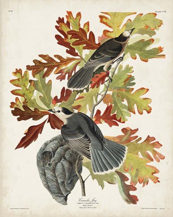 Framed Pl 107 Canada Jay Print