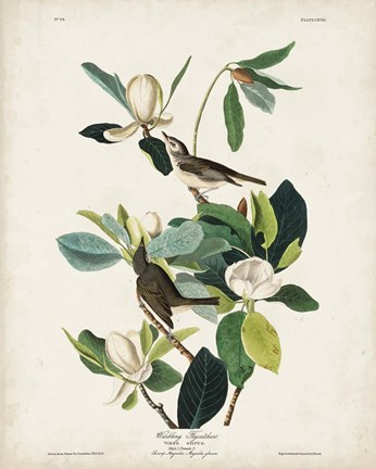 Framed Pl 118 Warbling Flycatcher Print