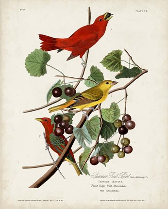 Framed Pl 44 Summer Red Bird Print