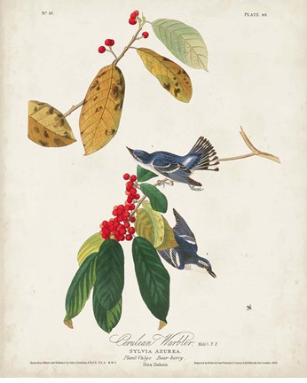 Framed Pl 48 Cerulean Warbler Print