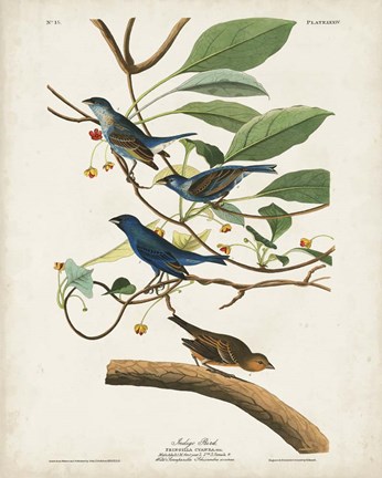 Framed Pl 74 Indigo Bird Print