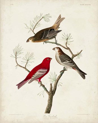 Framed Pl 358 Pine Grosbeak Print