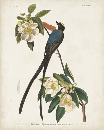 Framed Pl 168 Fork-tailed Flycatcher Print