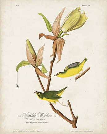 Framed Pl 38 Kentucky Warbler Print