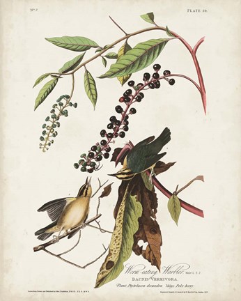 Framed Pl 34 Worm-eating Warbler Print