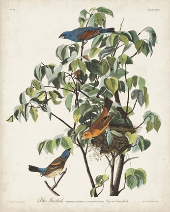 Framed Pl 122 Blue Grosbeak Print