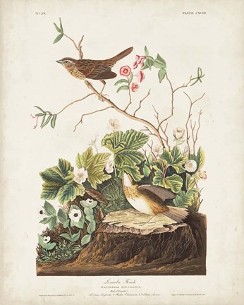 Framed Pl 193 Lincoln Finch Print