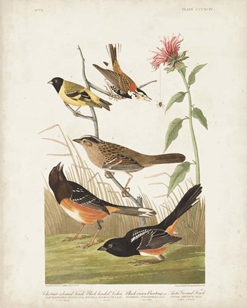 Framed Pl 394 Chestnut Coloured Finch Print