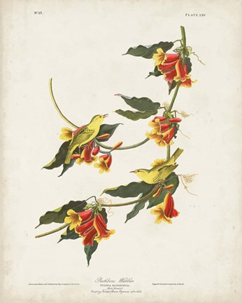 Framed Pl 65 Rathbone Warbler Print