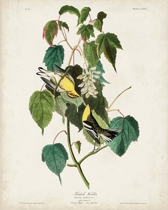 Framed Pl 134 Hemlock Warbler Print