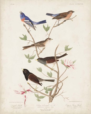 Framed Pl 398 Lazuli Finch Print