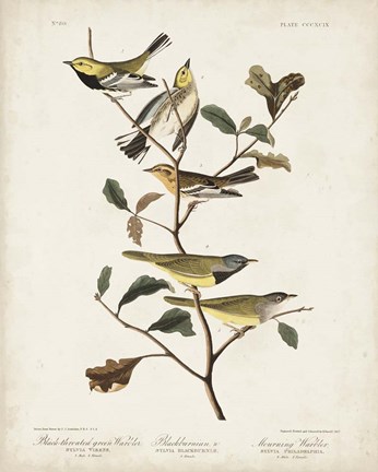 Framed Pl 399 Black-throated Green Warbler Print