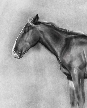 Framed Charcoal Equine Portrait II Print