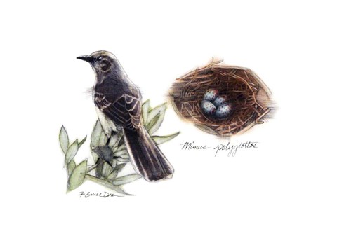 Framed Bird &amp; Nest Study I Print