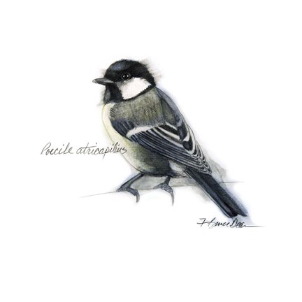 Framed Songbird Study II Print