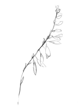 Framed Stem Contour V Print