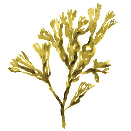 Framed Suspended Seaweed II Print