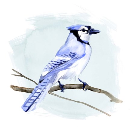 Framed Coastal Blue Jay I Print