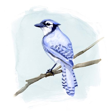 Framed Coastal Blue Jay II Print