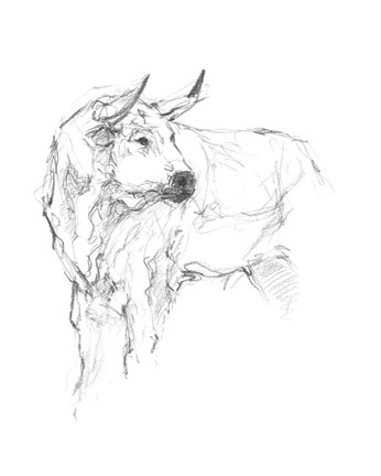 Framed Bull Study II Print