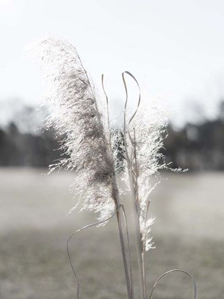 Framed Ethereal Pampas I Print