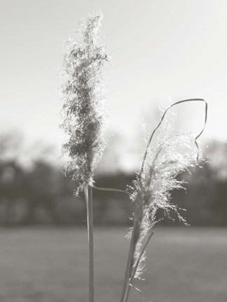 Framed Ethereal Pampas IV Print