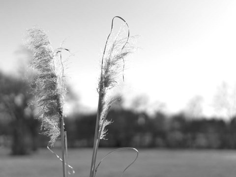 Framed Ethereal Pampas VIII Print