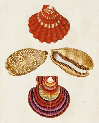 Framed Knorr Shells II Print