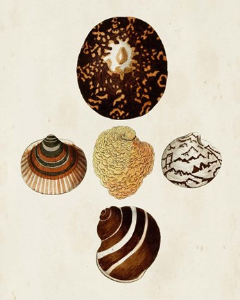 Framed Knorr Shells V Print
