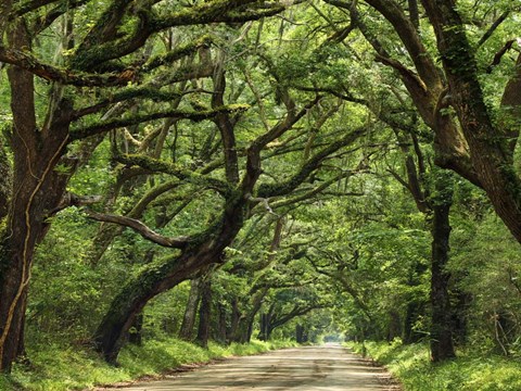 Framed Canopy Road IV Print