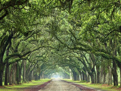 Framed Canopy Road VI Print