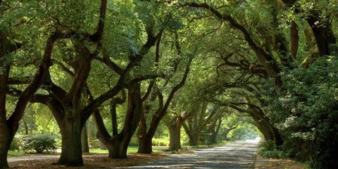 Framed Canopy Road Panorama II Print