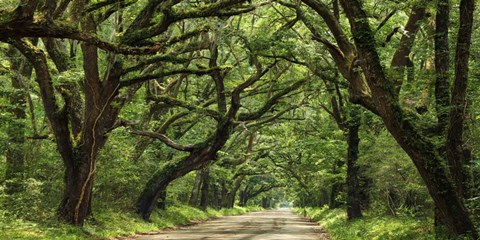 Framed Canopy Road Panorama IV Print