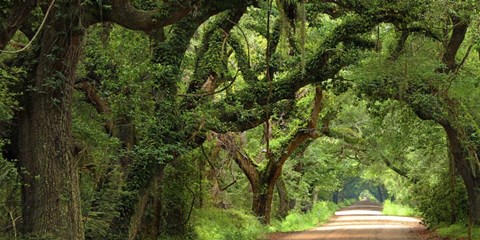 Framed Canopy Road Panorama V Print