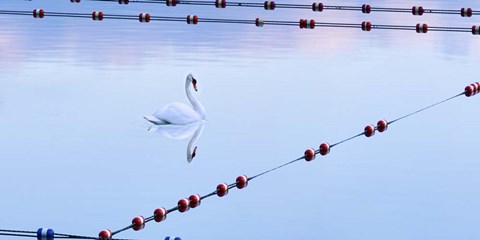 Framed Swan and Ropes Print