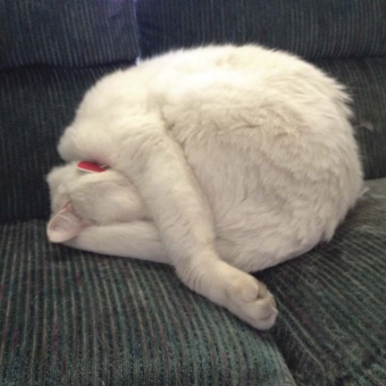 Framed Cat Yoga I Print