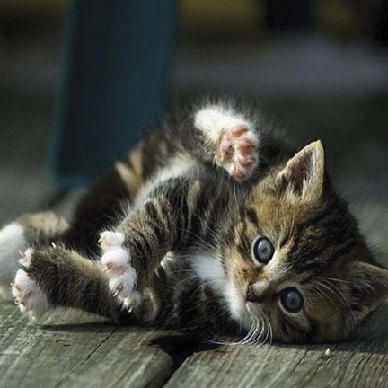 Framed Cat Yoga V Print