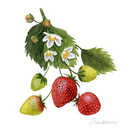 Framed Strawberry Study I Print