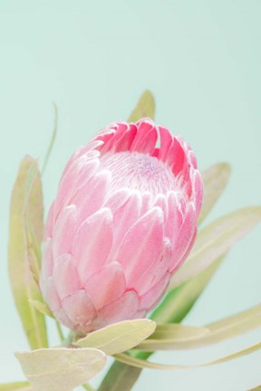 Framed Sun Drenched Blossom I Print