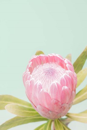 Framed Sun Drenched Blossom II Print