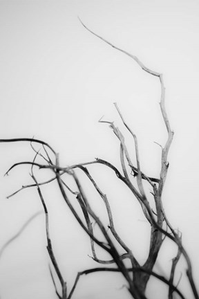 Framed Searching Branches II Print