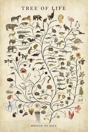 Framed Tree of Life Print