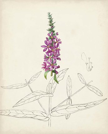 Framed Watercolor Botanical Sketches V Print