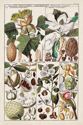 Framed Magnolia Chart Print