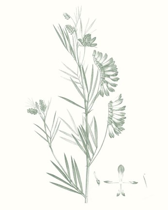 Framed Botanical Study in Sage IX Print