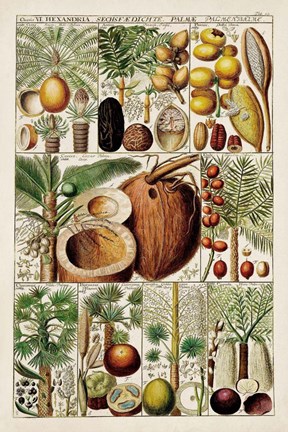 Framed Palm Tree Chart Print