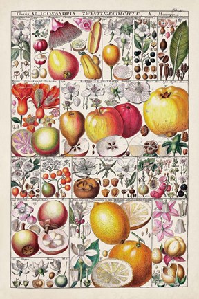 Framed Fruit Chart Print