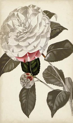 Framed Silvery Botanicals I Print