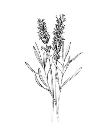 Framed Field Flower II Print